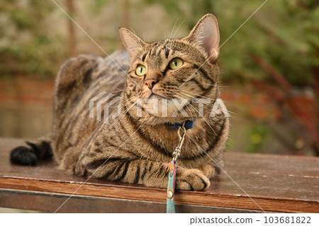 Tabby cat is looking at something... 103681822