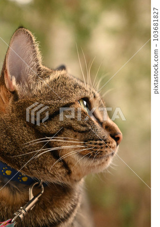 Tabby cat is looking at something... 103681827