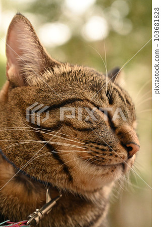 Tabby cat is looking at something... 103681828