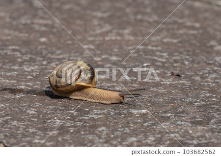 一隻在路上爬行的蝸牛(Namimaimai) 一隻在路上爬行的蝸牛(Namimaimai) 103682562
