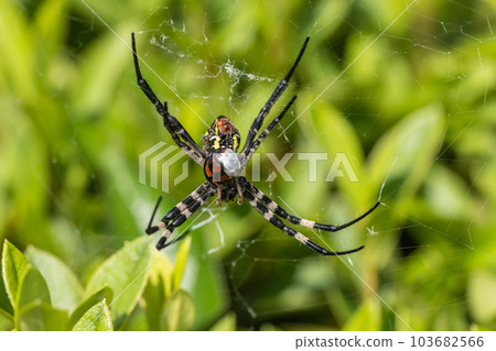 捕食昆蟲的 Argiope 蜘蛛 捕食昆蟲的 Argiope 蜘蛛 103682566