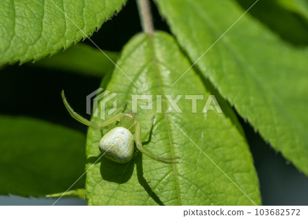 Kohanagumo Kohanagumo 103682572