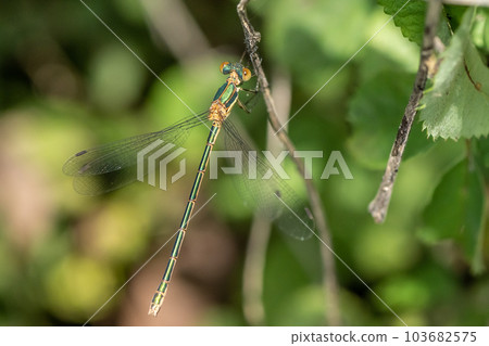 淡水魚（女） 103682575