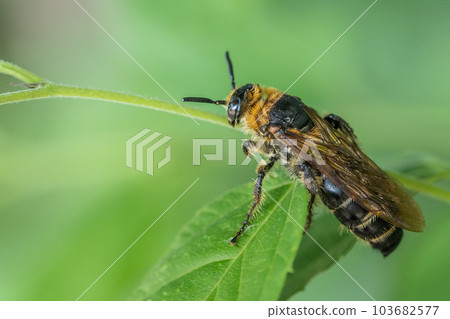 Bigeye bee 103682577