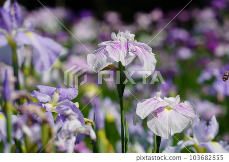 Iris Minazukien (flower iris garden) ~Sagamihara Park~ 103682855