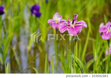 Iris Minazukien (flower iris garden) ~Sagamihara Park~ Iris Minazukien (flower iris garden) ~Sagamihara Park~ 103682861