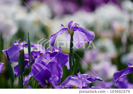 Iris Minazukien (flower iris garden) ~Sagamihara Park~ 103682879