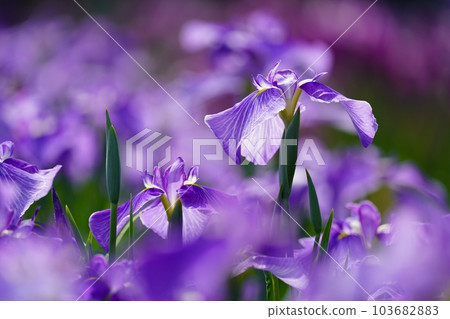 Iris Minazukien (flower iris garden) ~Sagamihara Park~ 103682883