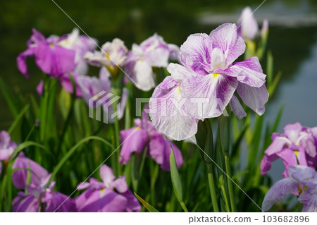 鳶尾水月園(鳶尾園)~相模原公園~ 鳶尾水月園(鳶尾園)~相模原公園~ 103682896