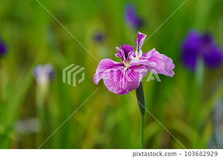 Iris Minazukien (flower iris garden) ~Sagamihara Park~ Iris Minazukien (flower iris garden) ~Sagamihara Park~ 103682929