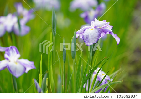 Iris Minazukien (flower iris garden) ~Sagamihara Park~ Iris Minazukien (flower iris garden) ~Sagamihara Park~ 103682934