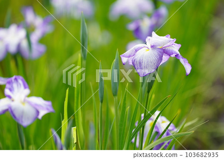 Iris Minazukien (flower iris garden) ~Sagamihara Park~ 103682935