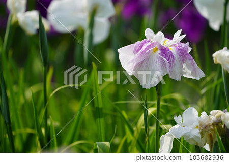 Iris Minazukien (flower iris garden) ~Sagamihara Park~ Iris Minazukien (flower iris garden) ~Sagamihara Park~ 103682936