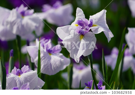 Iris Minazukien (flower iris garden) ~Sagamihara Park~ 103682938