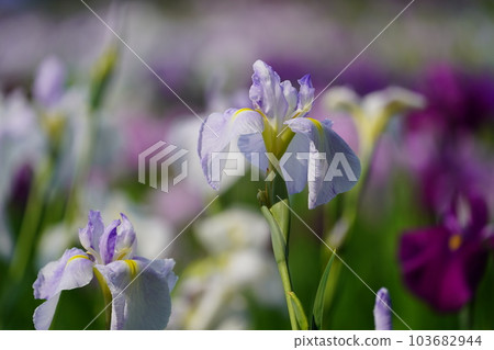 Iris Minazukien (flower iris garden) ~Sagamihara Park~ Iris Minazukien (flower iris garden) ~Sagamihara Park~ 103682944
