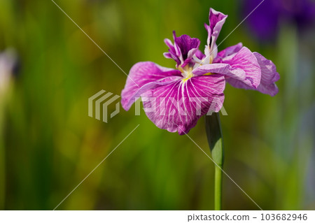 Iris Minazukien (flower iris garden) ~Sagamihara Park~ 103682946