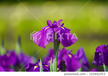 Iris Minazukien (flower iris garden) ~Sagamihara Park~ 103682953