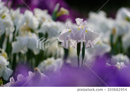 Iris Minazukien (flower iris garden) ~Sagamihara Park~ Iris Minazukien (flower iris garden) ~Sagamihara Park~ 103682954