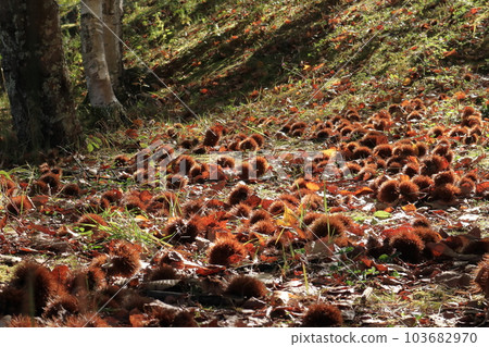 Autumn Harvest Image of picking chestnuts 103682970