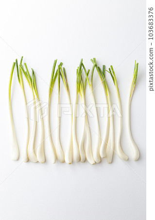 青蔥白色背景 青蔥白色背景 103683376