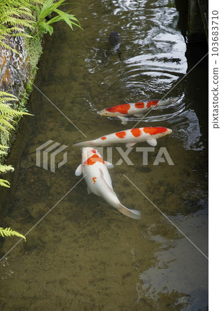 津和野鎮 103683710