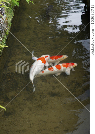 津和野鎮 103683712