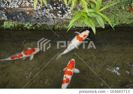 津和野鎮 103683713