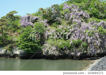 Oku Matsushima Satohama 的紫藤花景觀 103684171