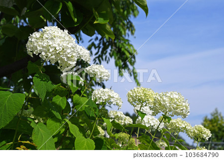Hydrangea (hydrangea) Hydrangea (hydrangea) 103684790