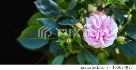 Colorful pink flowers growing against a black background. Closeup of great maidens blush roses or rosa alba incarnata with bright petals blooming and blossoming in nature in a garden from above 103684953