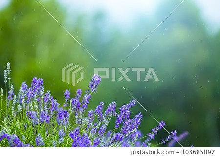 lavender lavender 103685097