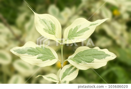 Closeup of the leaves on a twig of a Cornus mas Variegata tree. Closeup of the leaves on a twig of a Cornus mas Variegata tree. 103686020