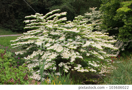 Flowering ornamental shrub Viburnum plicatum in the park Flowering ornamental shrub Viburnum plicatum in the park 103686022