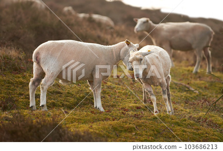 A flock of sheep in a meadow on lush farmland. Shaved sheared wooly sheep eating grass on a field. Wild livestock grazing in Rebild National Park, Denmark. Free range organic mutton and lamb 103686213