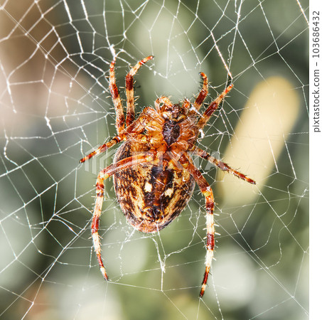 Closeup of a Walnut Orb weaver Spider on a web on a summer day. Specimen of the species Nuctenea umbratica outdoors against a blur leafy background. An eight legged arachnid making a cobweb in nature Closeup of a Walnut Orb weaver Spider on a web on a summer day. Specimen of the species Nuctenea umbratica outdoors against a blur leafy background. An eight legged arachnid making a cobweb in nature 103686432