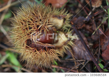 Autumn forest scenery Fallen chestnuts Autumn forest scenery Fallen chestnuts 103686584