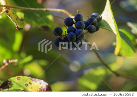 Autumn forest scenery Purple blueberry fruit 103686598