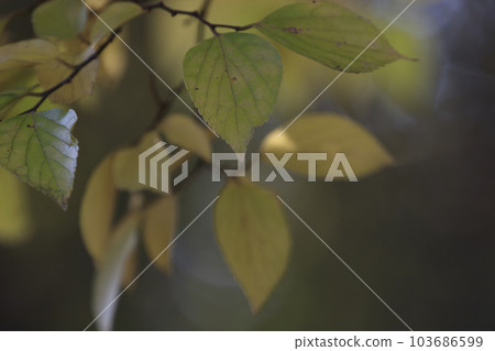 Autumn forest scenery Tree leaves starting to turn yellow 103686599