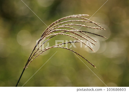 Japanese pampas grass that shines in the bokeh of the reflected light on an autumn day Japanese pampas grass that shines in the bokeh of the reflected light on an autumn day 103686603