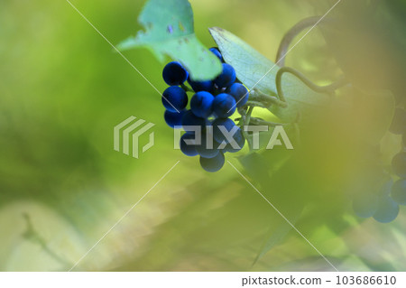 Autumn forest landscape purple berries 103686610
