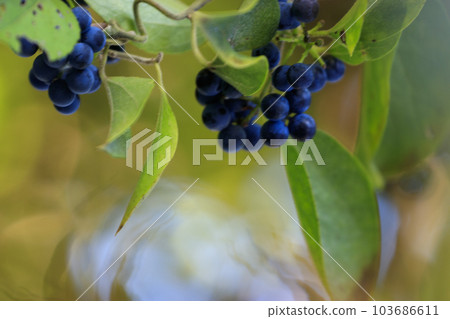 Autumn forest landscape purple berries 103686611