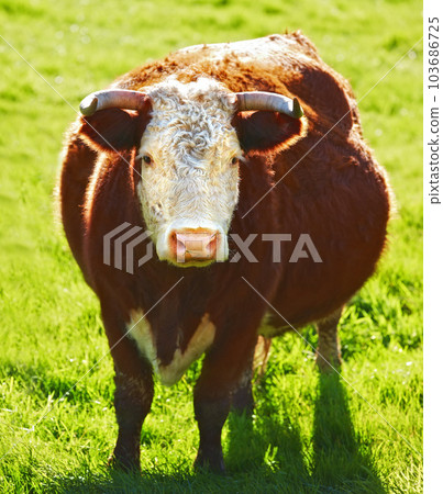One hereford cow or bull standing alone on a farm pasture. Hairy animal isolated against green grass on a remote farmland and agriculture estate. Raising live cattle, grass fed diary farming industry 103686725