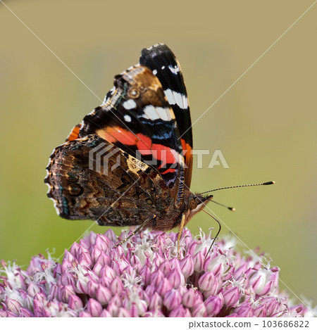 Beautiful red admiral or vanessa atalanta butterfly in a sunny garden with copyspace. Closeup of one flying insect with colourful wings feeding on sweet nectar to pollinate a pink flower outdoors Beautiful red admiral or vanessa atalanta butterfly in a sunny garden with copyspace. Closeup of one flying insect with colourful wings feeding on sweet nectar to pollinate a pink flower outdoors 103686822