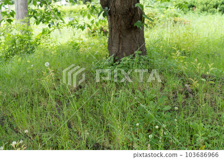 Dandelions in the shade of trees and plants Dandelions in the shade of trees and plants 103686966