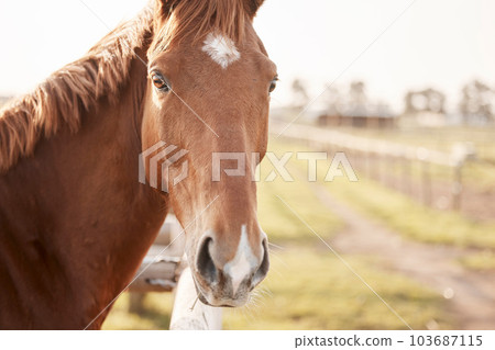 Excuse me a WHAT back ride. Portrait of a beautiful brown and white horse on a farm. Excuse me a WHAT back ride. Portrait of a beautiful brown and white horse on a farm. 103687115