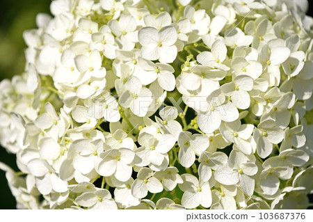 Hydrangea (hydrangea) Hydrangea (hydrangea) 103687376