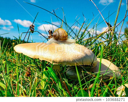 Snail Helix pomatia Linnaeus on champignon mushroom. Snail Helix pomatia Linnaeus on champignon mushroom. 103688271