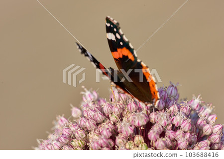 One red admiral butterfly perched on a pink wild leak or onion flower with a brown background and copyspace. Closeup of a vanessa atalanta sitting on an allium polyanthum or ampeloprasum garden plant 103688416