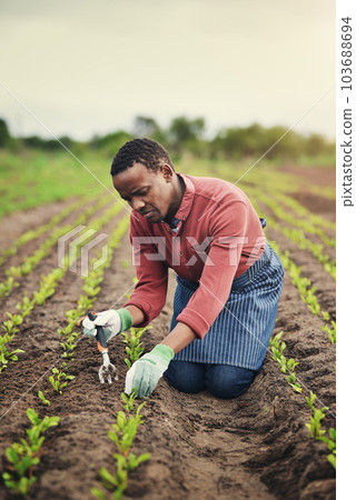I grow everything with care and love. Full length shot of a handsome young male farmer planting seeds in his vineyard. 103688694