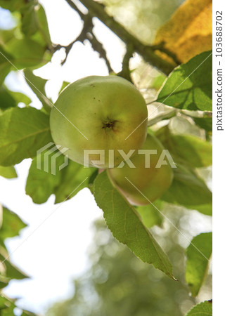 Closeup of fresh green apples on sustainable orchard farm in farming countryside with branch leaves. View of an apple tree with healthy, delicious snack fruit growing for nutrition, diet or vitamins 103688702